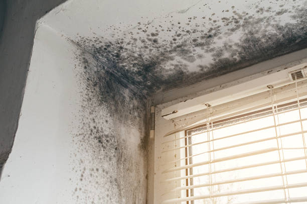 Affordable Basement Mold Removal solutions in McAlisterville, PA